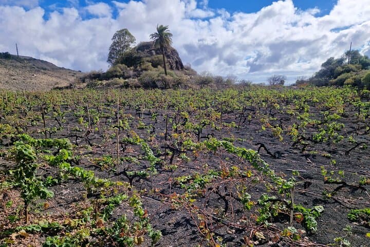 Gran Canaria Volcanoes & Wine Private Tour for Cruisers photo 5