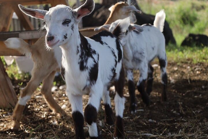 Bottle-Feed and Cuddle Baby Goats on the Big Island: Ohana Ranch Experience photo 4