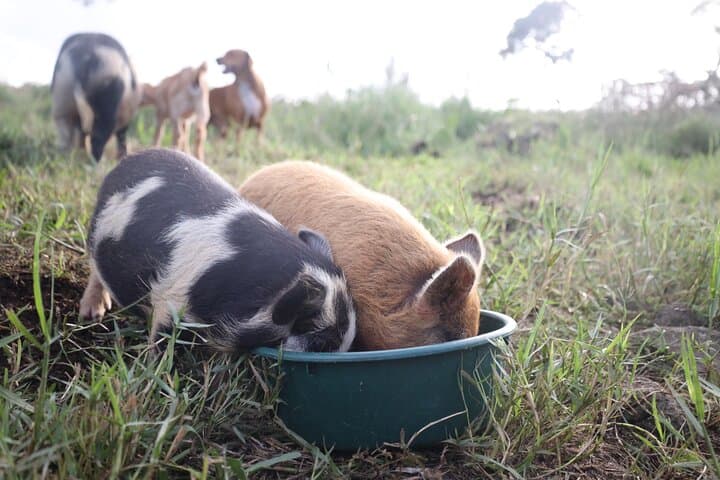 Bottle-Feed and Cuddle Baby Goats on the Big Island: Ohana Ranch Experience photo 5