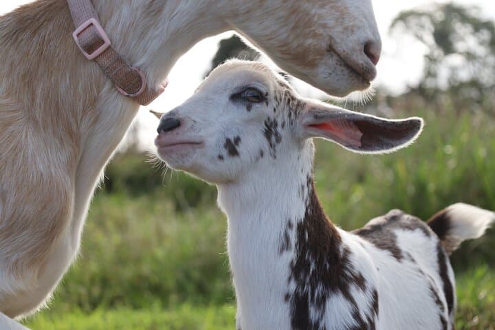 Bottle-Feed and Cuddle Baby Goats on the Big Island: Ohana Ranch Experience photo 6