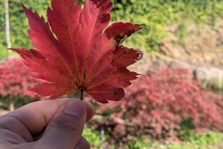 Mayfield Garden Autumn Day Tour from Sydney with Echo Point Stop photo 5