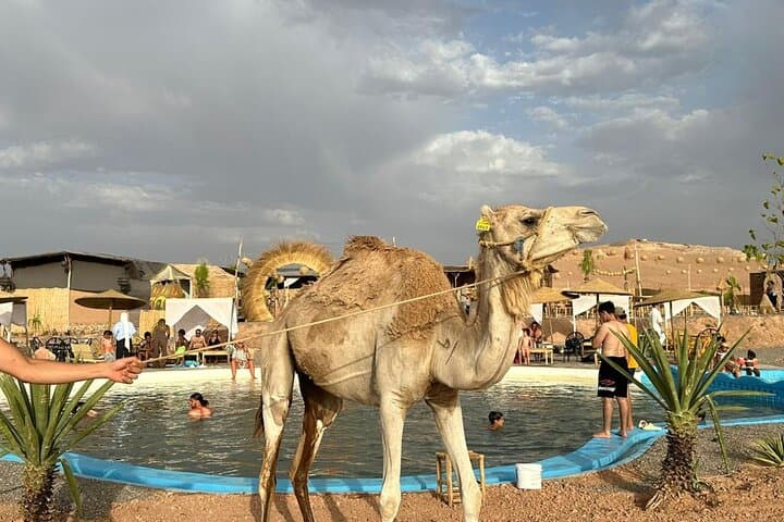Agafay Desert Day Trip from Marrakech — Quad Biking, Camel Ride & Moroccan Dinner Show photo 4