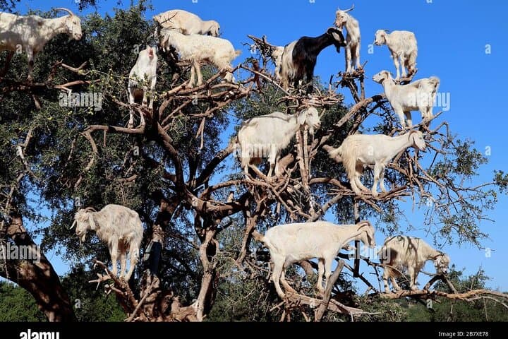 Goats in Argan Trees: Half-Day Agadir Tour to See Climbing Goats & Argan Cooperatives photo 3