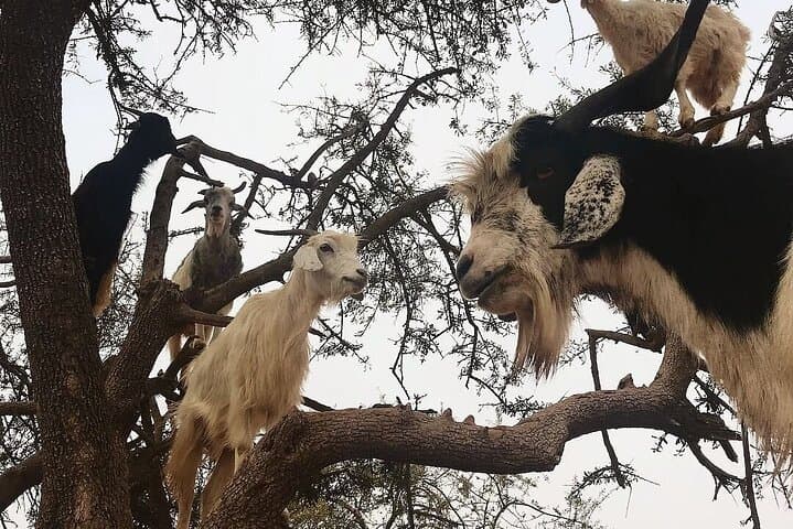 Goats in Argan Trees: Half-Day Agadir Tour to See Climbing Goats & Argan Cooperatives photo 5