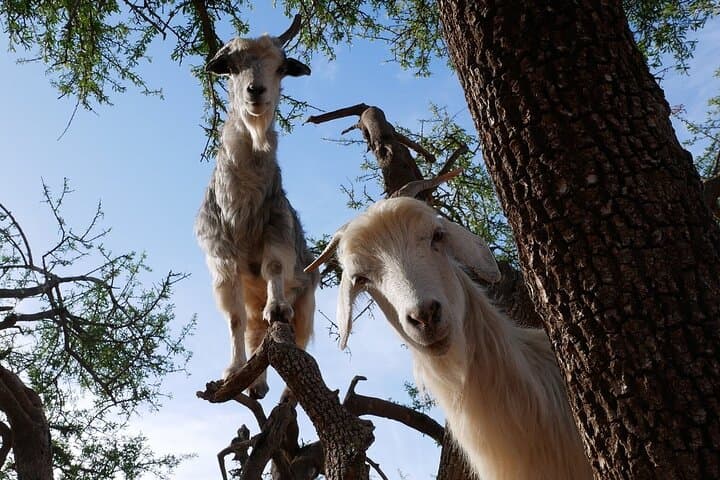 Goats in Argan Trees: Half-Day Agadir Tour to See Climbing Goats & Argan Cooperatives photo 6