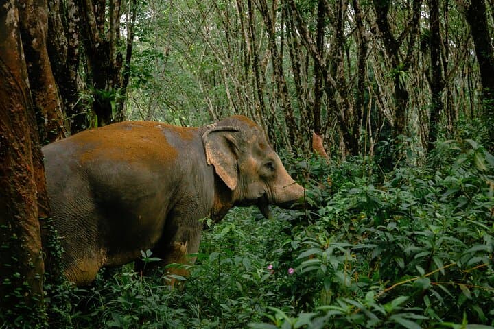 Up-Close with Giants: 30-Minute Guided Transfer to Khaolak Elephant Sanctuary