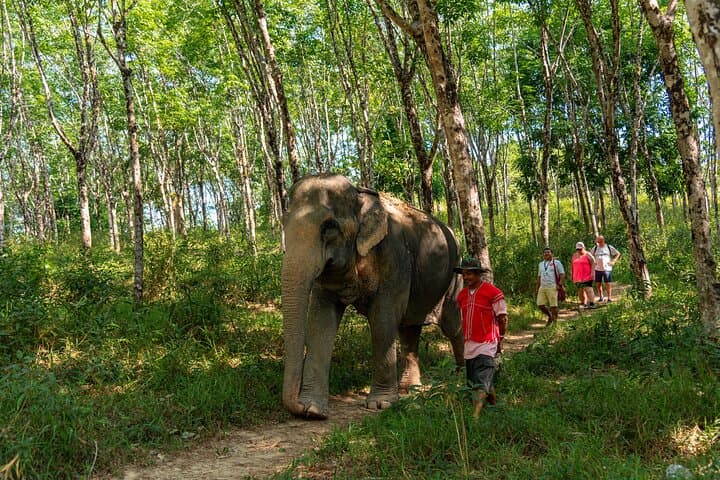 Up-Close with Giants: 30-Minute Guided Transfer to Khaolak Elephant Sanctuary photo 5