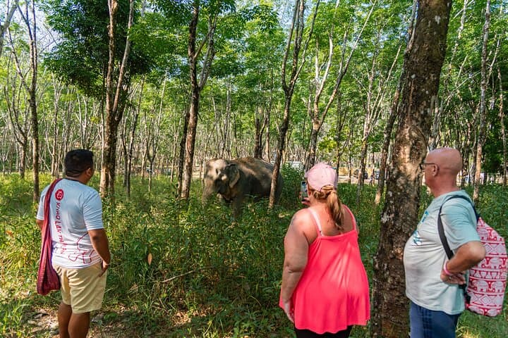 Khao Lak Eco Safari: Ethical Elephant Sanctuary, Tsunami Museum & Turtle Nursery photo 4
