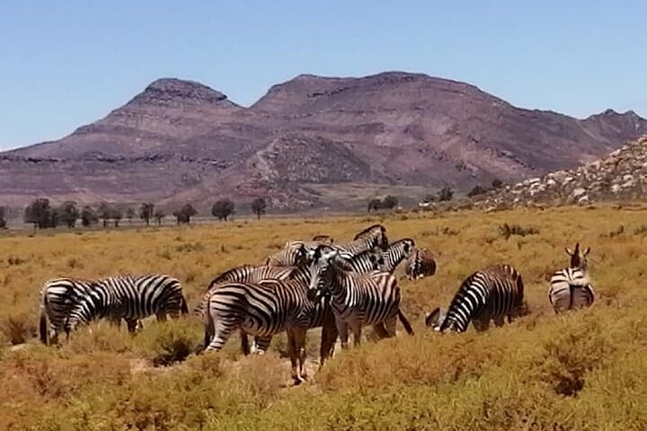 Cape Town to Aquila Big Five Safari: Full-Day Game Reserve Shore Excursion photo 4