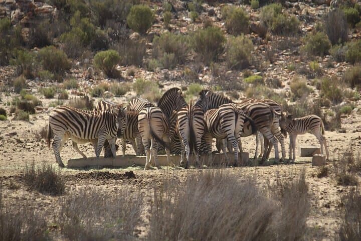 Cape Town to Aquila Big Five Safari: Full-Day Game Reserve Shore Excursion photo 5