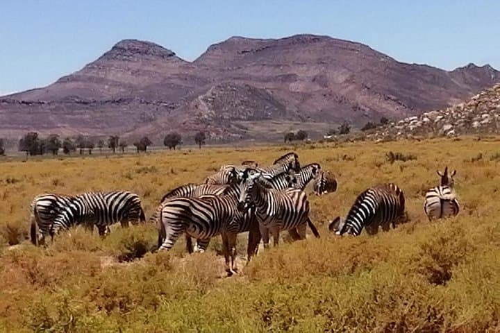 Aquila Big Five Safari from Cape Town: Full-Day Game Drive with Lunch photo 6