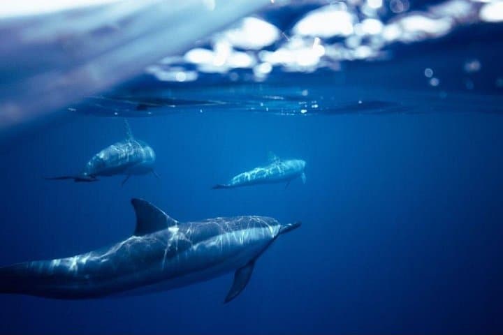 Mauritius Whale and Dolphin Watching Expedition — West Coast Speedboat Safari photo 6