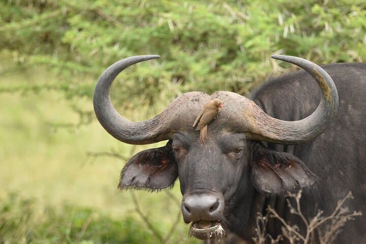 Afternoon Big Five Game Drive in Kruger National Park from Hazyview photo 4