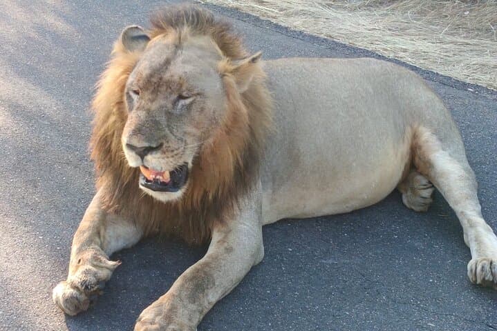 Afternoon Big Five Game Drive in Kruger National Park from Hazyview photo 5
