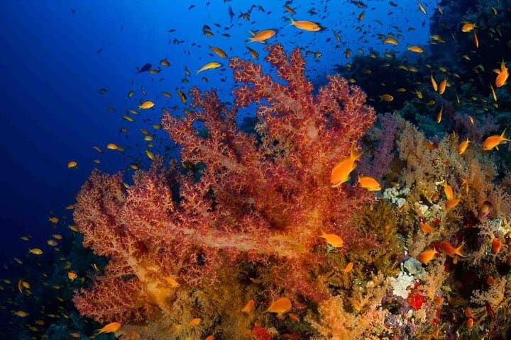 Discover Scuba Diving in Marsa Alam — Red Sea Beginner Reef Dive photo 2