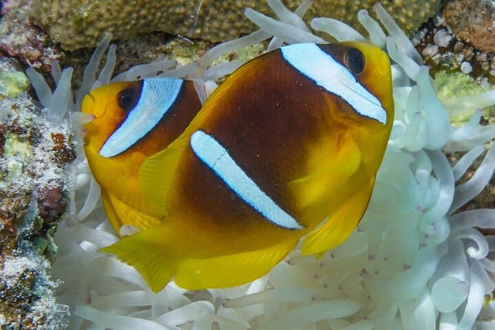 Discover Scuba Diving in Marsa Alam — Red Sea Beginner Reef Dive photo 6