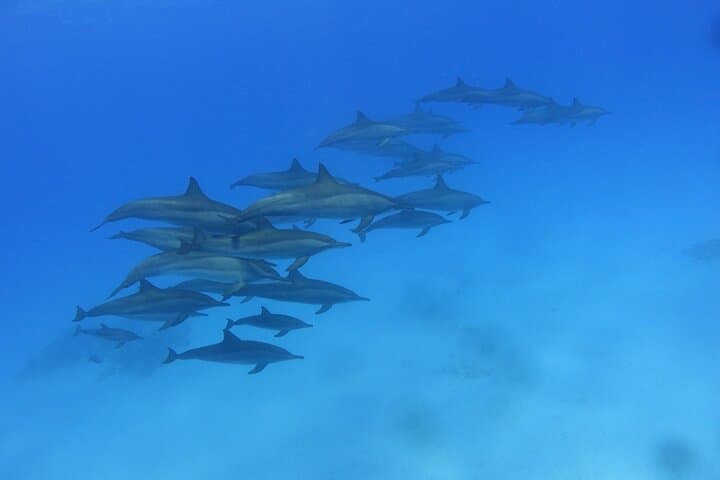 Discover Scuba Diving in Marsa Alam — Red Sea Beginner Reef Dive photo 3