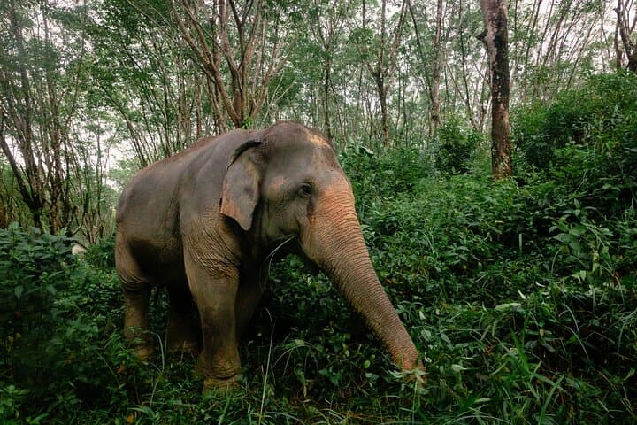 Khao Lak Elephant Sanctuary: 1-Hour Guided Observation Tour