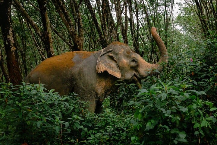 Khaolak Elephant Sanctuary Mahout Experience, Cooking Class & Waterfall Day Tour