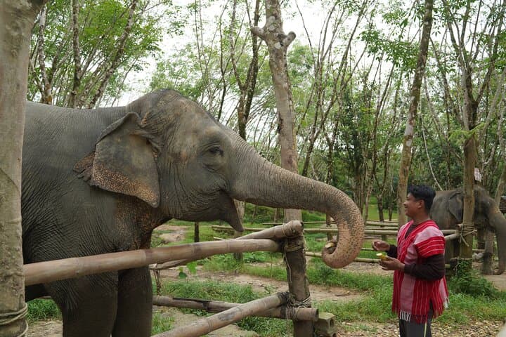 Khaolak Elephant Sanctuary Mahout Experience, Cooking Class & Waterfall Day Tour photo 3
