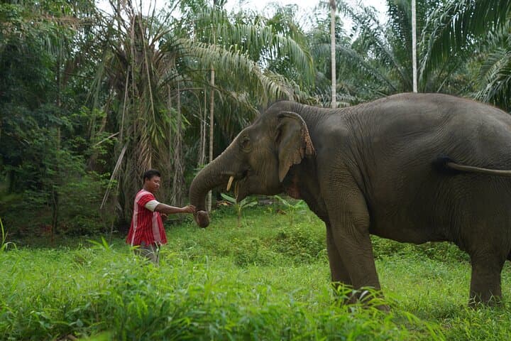 Khaolak Elephant Sanctuary Mahout Experience, Cooking Class & Waterfall Day Tour photo 5