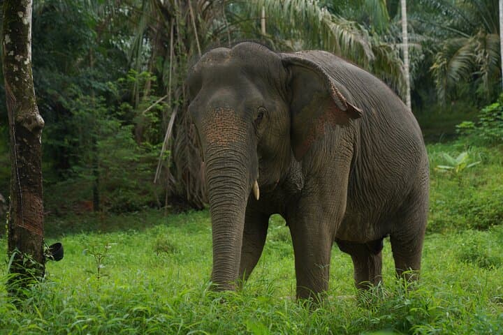 Khaolak Elephant Sanctuary Mahout Experience, Cooking Class & Waterfall Day Tour photo 6