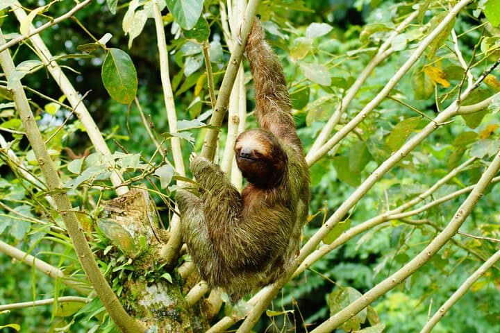Guided Sloth-Watching Walk Near San José: Easy Wildlife Tour photo 5