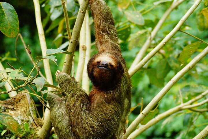 Guided Sloth-Watching Walk Near San José: Easy Wildlife Tour photo 6