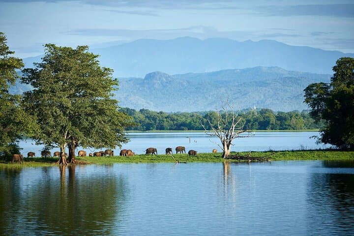 Udawalawe Safari from Mirissa: Full-Day Elephant & Wildlife Jeep Tour photo 1