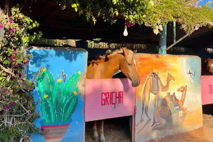 Horseback Riding on Tamraght Beach — Agadir Coastal Horse Tour photo 4