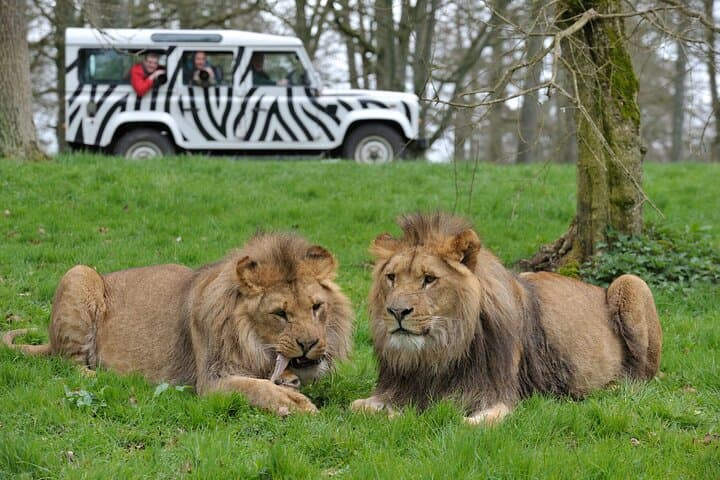 Full-Day Longleat Safari and Roman Baths Private Tour from London photo 2