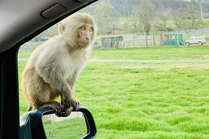 Full-Day Longleat Safari and Roman Baths Private Tour from London photo 3