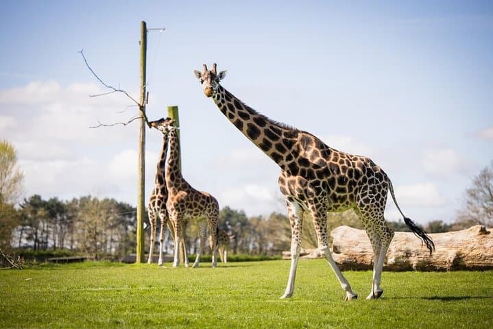 Full-Day Longleat Safari and Roman Baths Private Tour from London photo 4