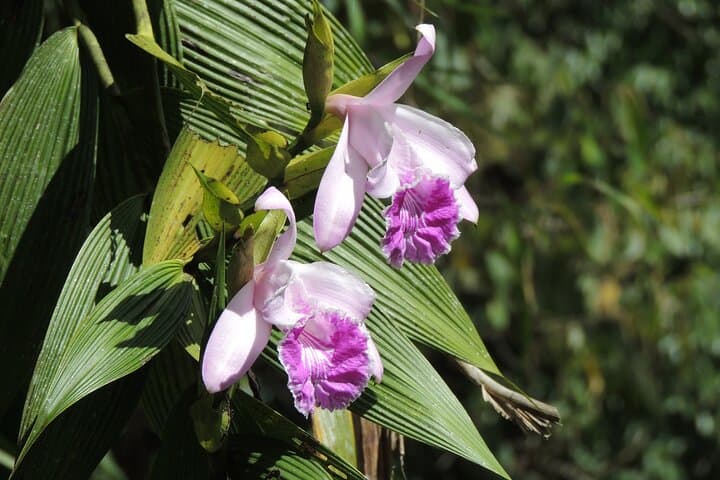 Day Trip to Baños and the Upper Amazon from Quito — Waterfalls, Cable Car & Cloud Forest photo 5