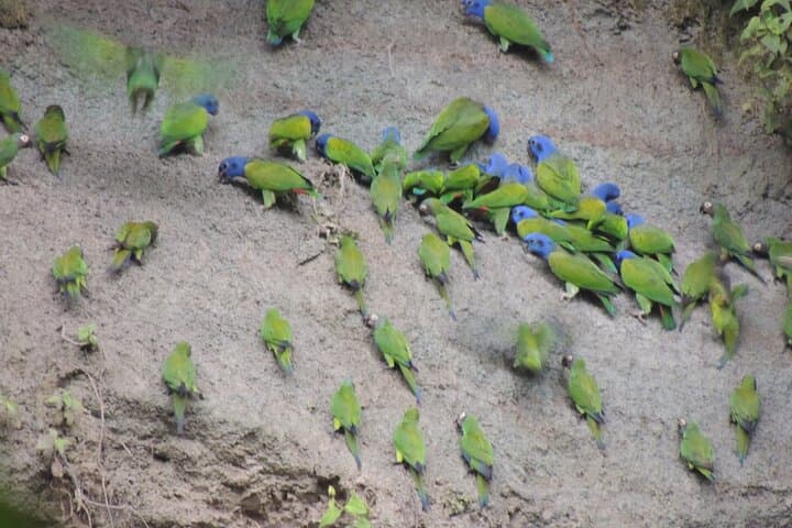 5-Day Ecuador Adventure: Amazon Rainforest to Andes Private Tour photo 3