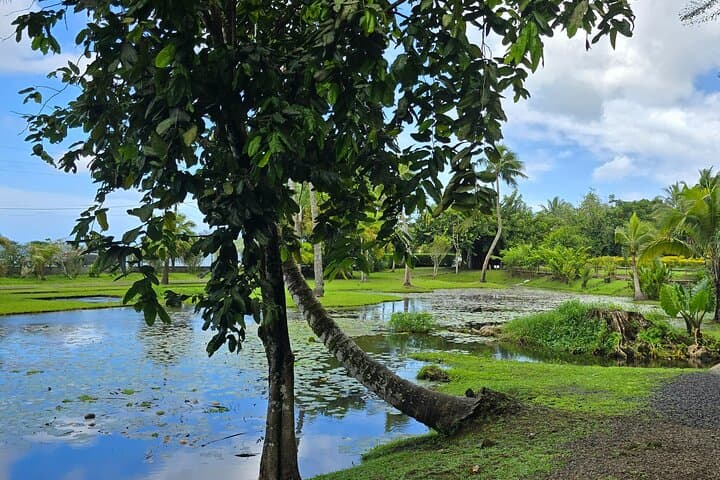 Half-Day Tahiti Coastal Private Tour — Waterfalls, Black Sand Beaches & Eel Feeding photo 2