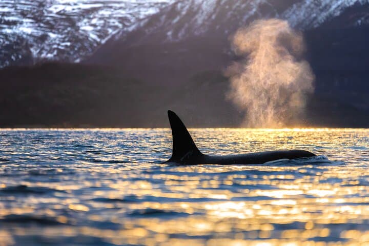 Tromsø RIB Whale Safari: Up-Close Arctic Whale Watching with Transfer photo 3