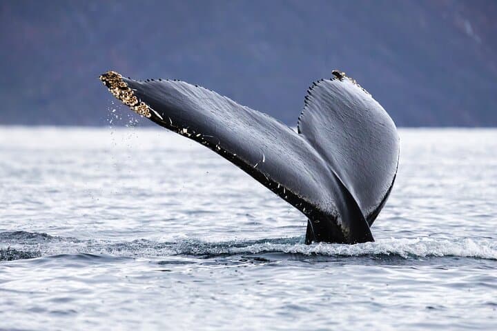 Tromsø RIB Whale Safari: Up-Close Arctic Whale Watching with Transfer photo 4