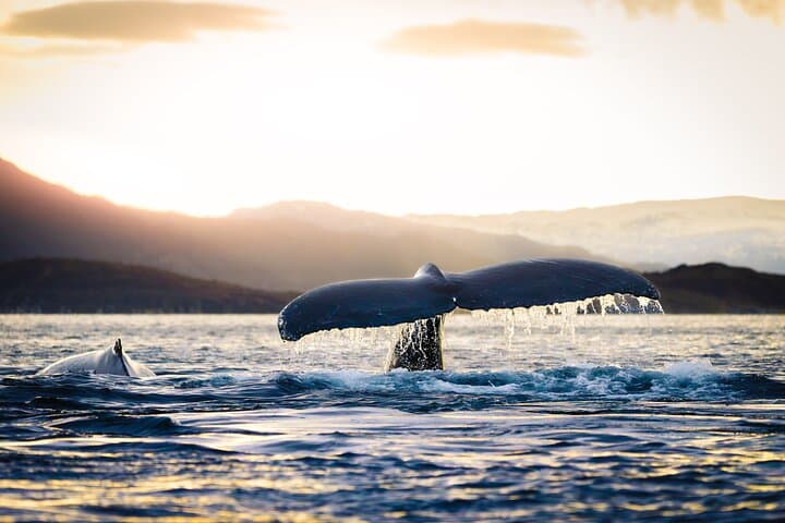 Tromsø RIB Whale Safari: Up-Close Arctic Whale Watching with Transfer