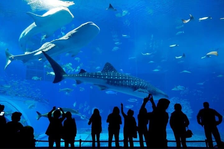Dubai Aquarium & Underwater Zoo: Tunnel Walks, Penguins & Family Tips photo 2