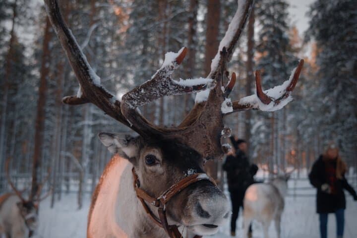 Reindeer Feeding Experience in Levi — Authentic Sámi Farm Visit & Photo Opportunity photo 2