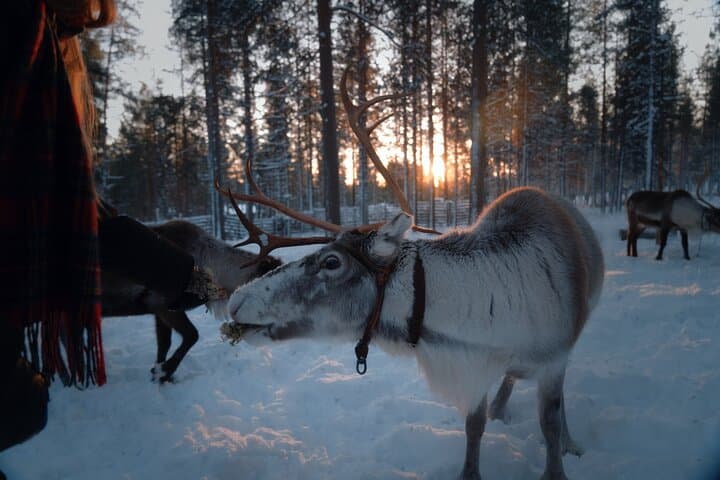 Reindeer Feeding Experience in Levi — Authentic Sámi Farm Visit & Photo Opportunity photo 3