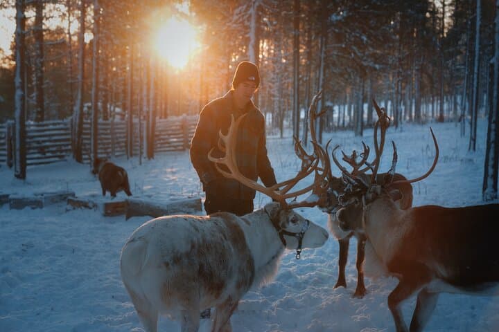 Reindeer Feeding Experience in Levi — Authentic Sámi Farm Visit & Photo Opportunity photo 4