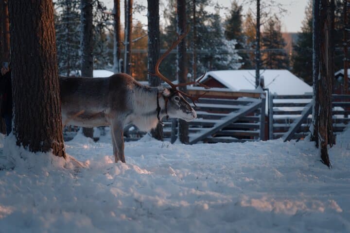Reindeer Feeding Experience in Levi — Authentic Sámi Farm Visit & Photo Opportunity photo 5