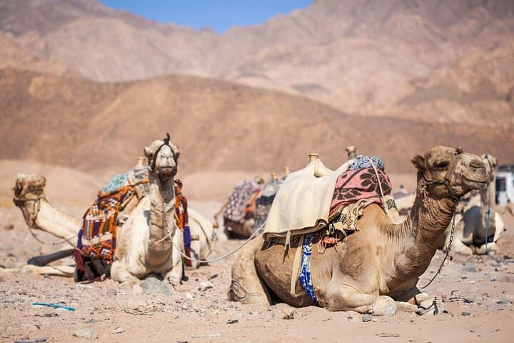 Agafay Desert Adventure: Quad Bike, Camel Ride & Berber Dinner Near Marrakech photo 2