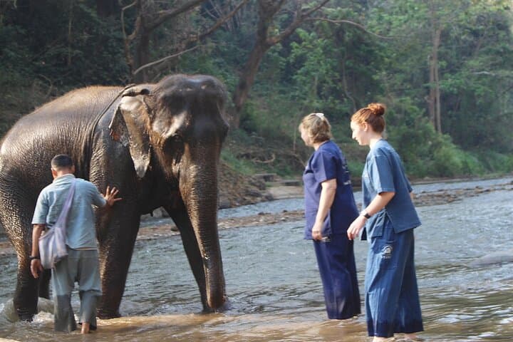 Chiang Mai Combo: Sticky Waterfall Climb & Ethical Elephant Sanctuary Day Tour
