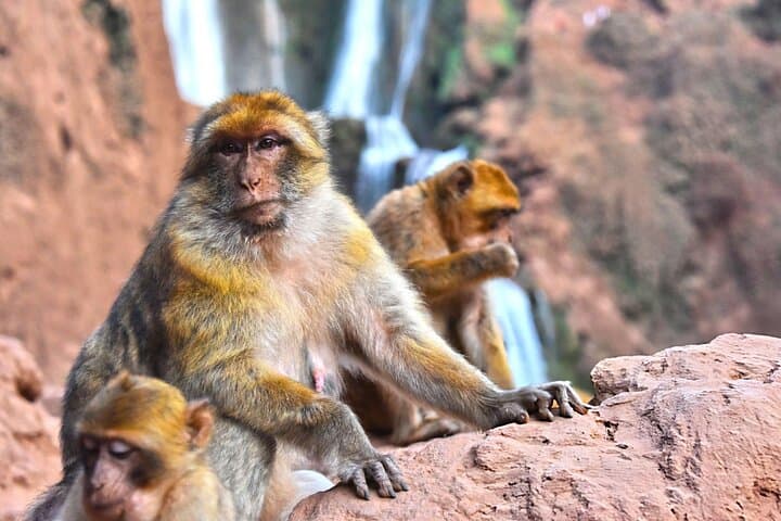 Full-Day Ouzoud Waterfalls Hike and Berber Village Visit from Marrakech photo 4