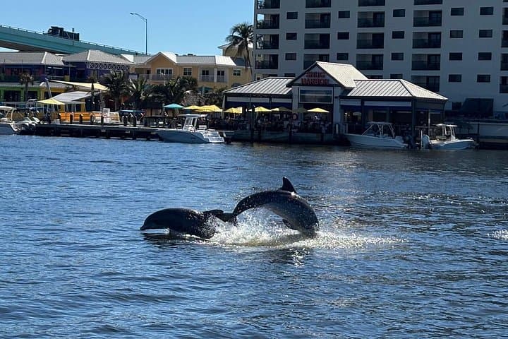 Fort Myers Beach Dolphin & Eco Tour — Estero Bay Wildlife Cruise photo 2