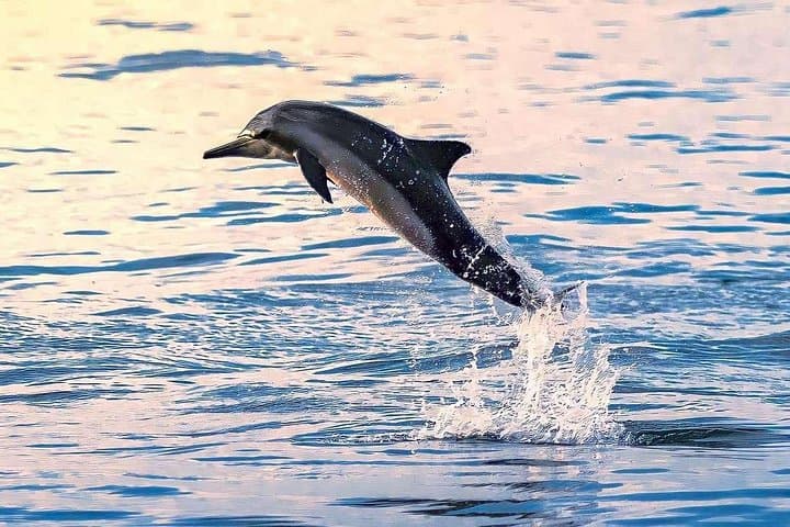 Salalah Dolphin-Watching Cruise: 2-Hour Boat Tour from Salalah Marina photo 2