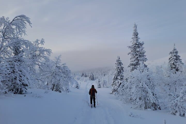 Glide Ylläs: Guided Nordic Skiing in Lapland Wilderness